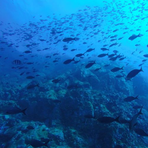 Aquaculture / Fish Farming